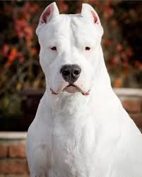 High Quality Dogo Argentino Blank Meme Template