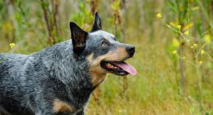 High Quality Blue Heeler Blank Meme Template