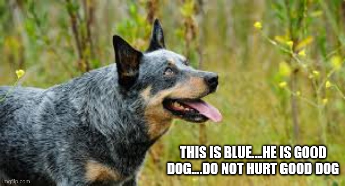 he is my good dog | THIS IS BLUE....HE IS GOOD DOG....DO NOT HURT GOOD DOG | image tagged in blue heeler | made w/ Imgflip meme maker