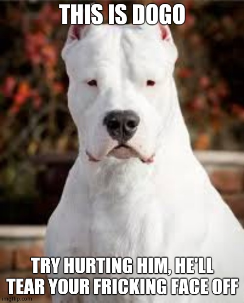 thx festive-trap for making this a template | THIS IS DOGO; TRY HURTING HIM, HE'LL TEAR YOUR FRICKING FACE OFF | image tagged in dogo argentino | made w/ Imgflip meme maker