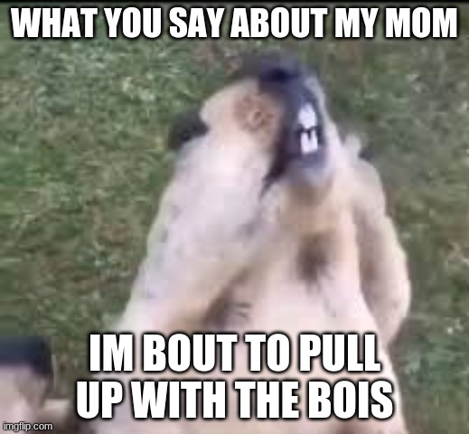 everyone gangsta till the beavers pull up | WHAT YOU SAY ABOUT MY MOM; IM BOUT TO PULL UP WITH THE BOIS | image tagged in dont talk to this beavers mom | made w/ Imgflip meme maker