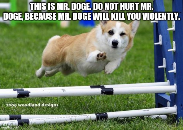 awesome corgi andshit | THIS IS MR. DOGE. DO NOT HURT MR. DOGE, BECAUSE MR. DOGE WILL KILL YOU VIOLENTLY. | image tagged in awesome corgi andshit | made w/ Imgflip meme maker