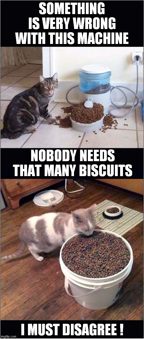 Biscuit Overload ? | SOMETHING IS VERY WRONG WITH THIS MACHINE; NOBODY NEEDS THAT MANY BISCUITS; I MUST DISAGREE ! | image tagged in cats,feeding,greedy | made w/ Imgflip meme maker