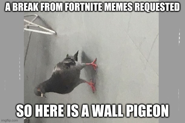 Here ya go | A BREAK FROM FORTNITE MEMES REQUESTED; SO HERE IS A WALL PIGEON | image tagged in pigeon | made w/ Imgflip meme maker