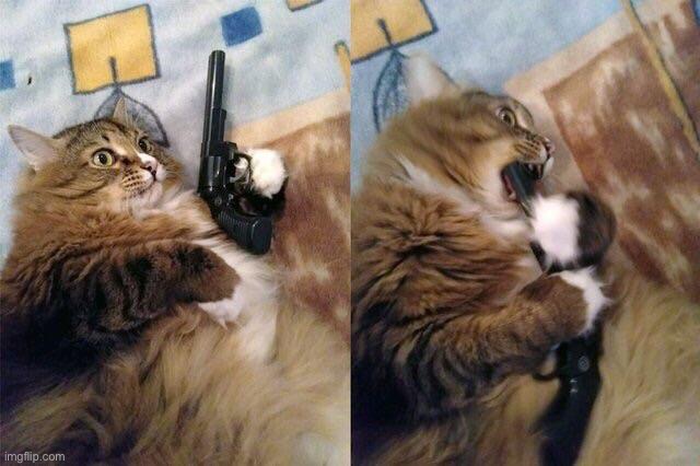 Gun to mouth cat | image tagged in gun to mouth cat | made w/ Imgflip meme maker