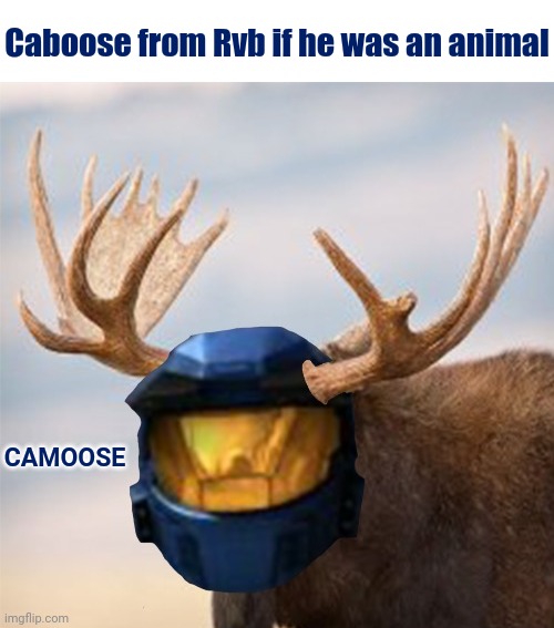 Caboose from Rvb if he was an animal CAMOOSE | made w/ Imgflip meme maker