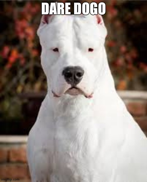 Dogo Argentino | DARE DOGO | image tagged in dogo argentino | made w/ Imgflip meme maker