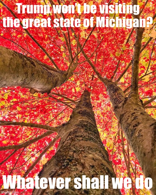 When the trees of Michigan give their Election 2020 verdict. | Trump won’t be visiting the great state of Michigan? Whatever shall we do | image tagged in autumn leaves in michigan | made w/ Imgflip meme maker