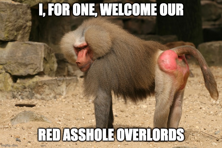 Baboon overlord | I, FOR ONE, WELCOME OUR; RED ASSHOLE OVERLORDS | image tagged in baboon | made w/ Imgflip meme maker