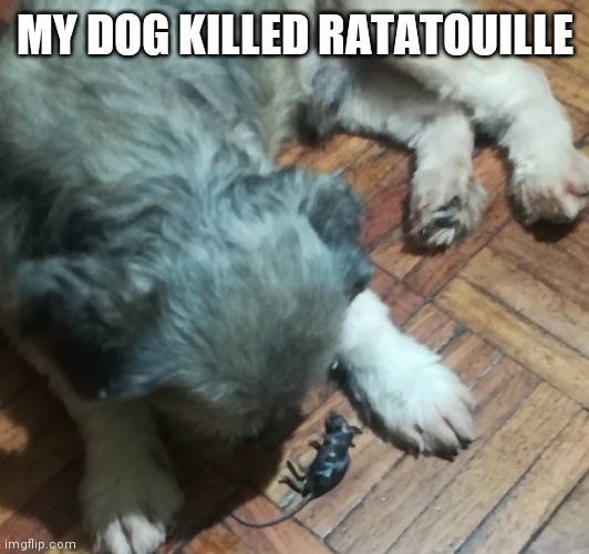 Ratatouille was killed by a dog | MY DOG KILLED RATATOUILLE | image tagged in ratatouille is killed | made w/ Imgflip meme maker