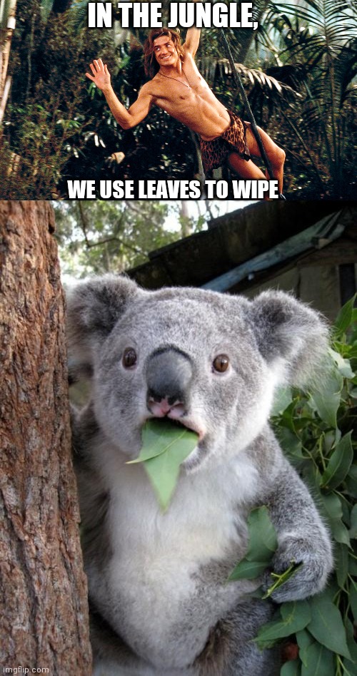 IN THE JUNGLE, WE USE LEAVES TO WIPE | image tagged in george of the jungle,memes,surprised koala | made w/ Imgflip meme maker