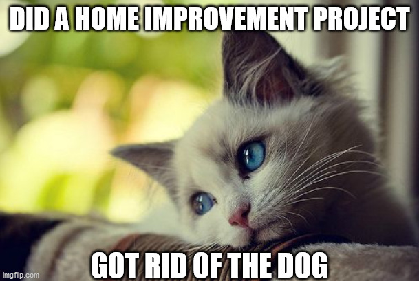 First World Problems Cat Meme | DID A HOME IMPROVEMENT PROJECT; GOT RID OF THE DOG | image tagged in memes,first world problems cat | made w/ Imgflip meme maker