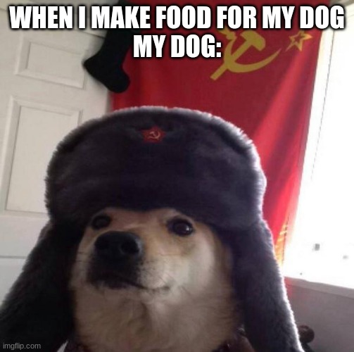 dog | WHEN I MAKE FOOD FOR MY DOG
MY DOG: | image tagged in russian doge,bad meme,oof,too damn high | made w/ Imgflip meme maker