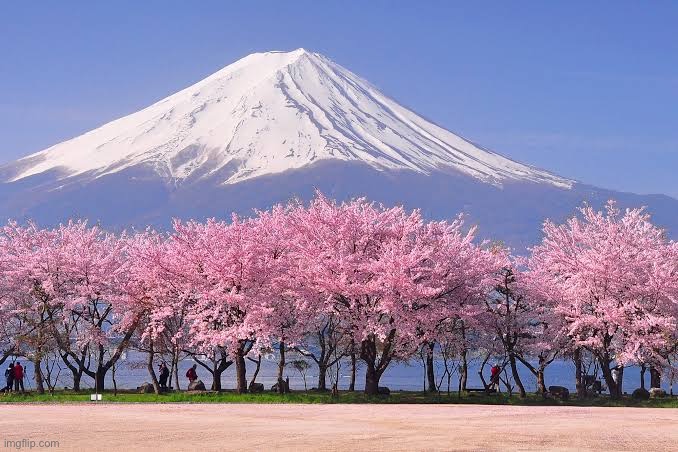 Cherry blossoms to cleanse ur eyes from s h i t | made w/ Imgflip meme maker