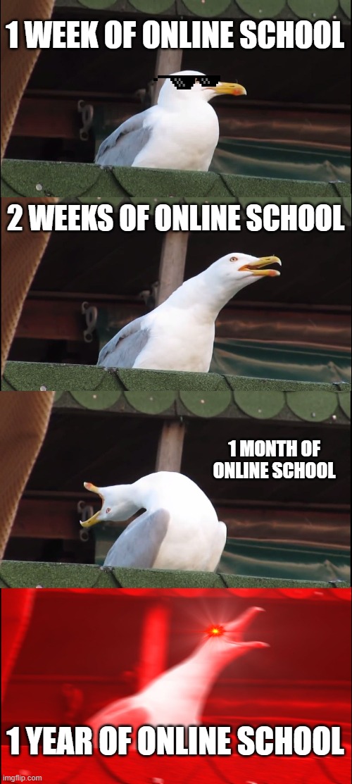 Inhaling Seagull | 1 WEEK OF ONLINE SCHOOL; 2 WEEKS OF ONLINE SCHOOL; 1 MONTH OF ONLINE SCHOOL; 1 YEAR OF ONLINE SCHOOL | image tagged in memes,inhaling seagull | made w/ Imgflip meme maker