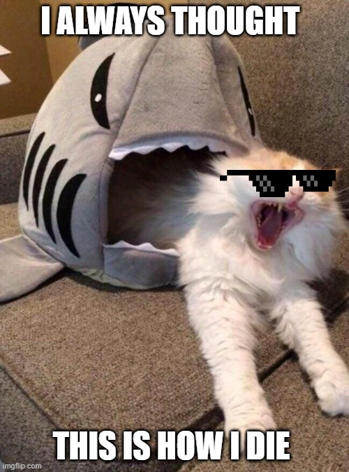 shark attack | I ALWAYS THOUGHT; THIS IS HOW I DIE | image tagged in shark,cats | made w/ Imgflip meme maker