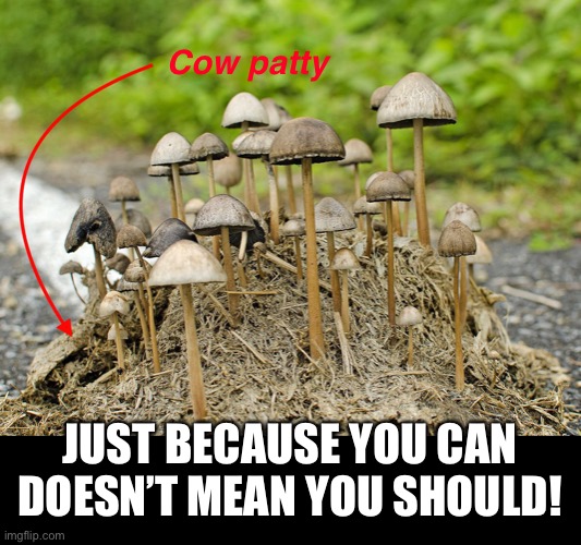 Before you go on “a trip” in the state of Oregon ask yourself, “Where did these mushrooms come from?” Dude! So gross. | Cow patty; JUST BECAUSE YOU CAN DOESN’T MEAN YOU SHOULD! | image tagged in funny memes,magic mushrooms,oregon,drugs,psychedelic | made w/ Imgflip meme maker