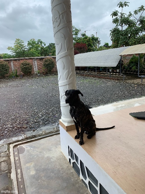 Here’s the other dog (yes it was raining) | made w/ Imgflip meme maker