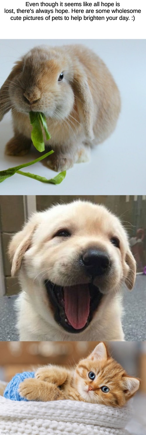 Have a good day. ;) | Even though it seems like all hope is lost, there's always hope. Here are some wholesome cute pictures of pets to help brighten your day. :) | image tagged in wholesome,memes | made w/ Imgflip meme maker