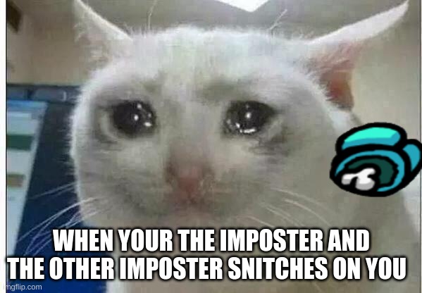 crying cat | WHEN YOUR THE IMPOSTER AND THE OTHER IMPOSTER SNITCHES ON YOU | image tagged in crying cat | made w/ Imgflip meme maker