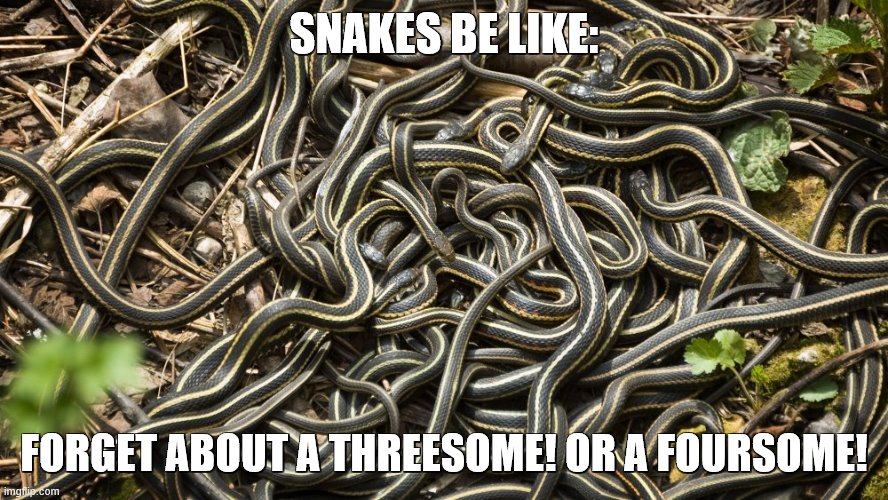 lol | SNAKES BE LIKE:; FORGET ABOUT A THREESOME! OR A FOURSOME! | image tagged in snakes,mating | made w/ Imgflip meme maker