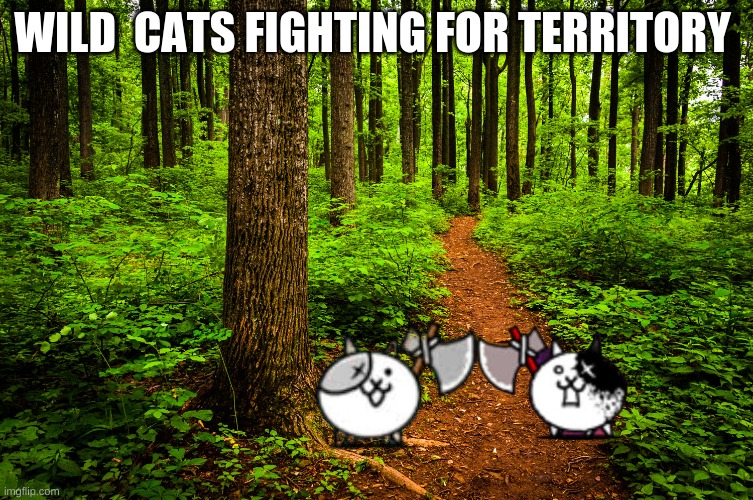 forest path | WILD  CATS FIGHTING FOR TERRITORY | image tagged in forest path,battle cats | made w/ Imgflip meme maker