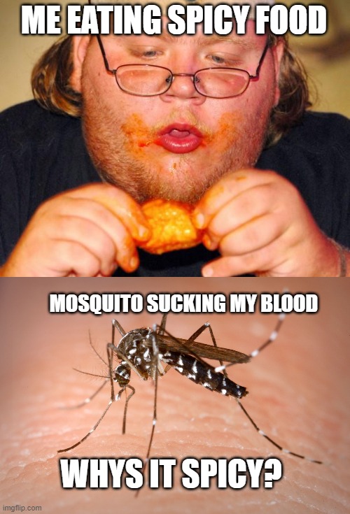 WHY IS IT SPICY? | ME EATING SPICY FOOD; MOSQUITO SUCKING MY BLOOD; WHYS IT SPICY? | image tagged in fat guy eating wings,mosquito | made w/ Imgflip meme maker