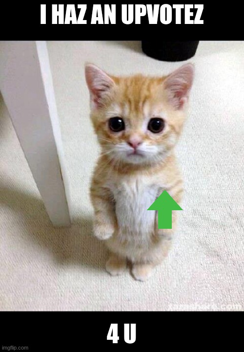 Cute Cat | I HAZ AN UPVOTEZ; 4 U | image tagged in memes,cute cat,upvote,for u,kitten,arrow to the knee | made w/ Imgflip meme maker