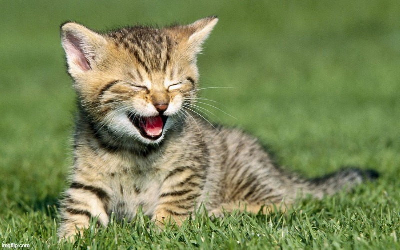 cute laughing cats