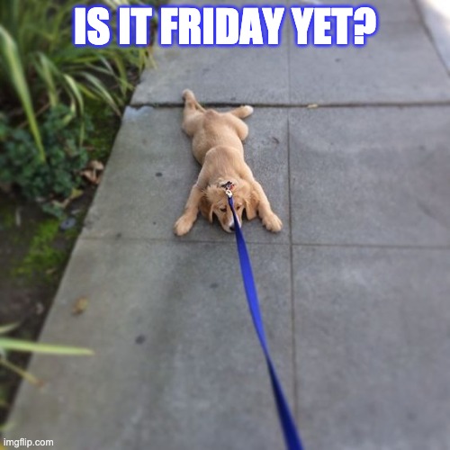 Friday Eve | IS IT FRIDAY YET? | image tagged in tired puppy | made w/ Imgflip meme maker