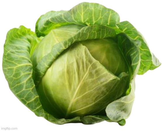 cabbage | image tagged in cabbage | made w/ Imgflip meme maker