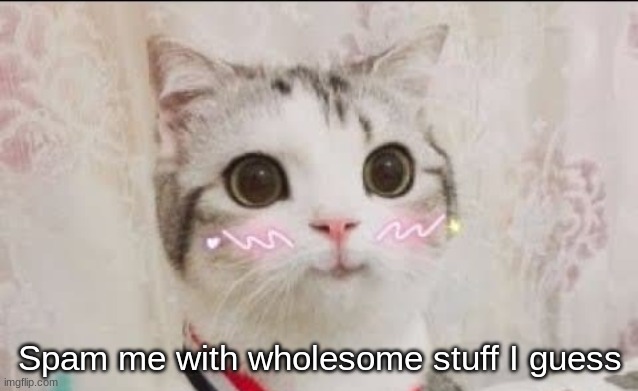 cute cat uwu - Imgflip