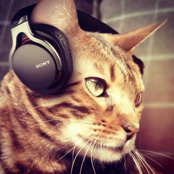 High Quality cat headset Blank Meme Template