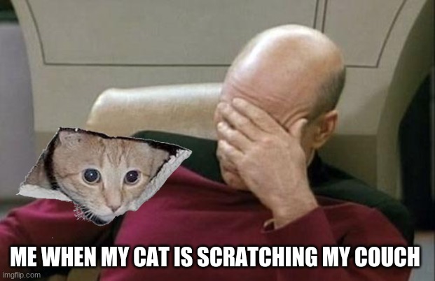 dang cat | ME WHEN MY CAT IS SCRATCHING MY COUCH | image tagged in memes,captain picard facepalm,cat | made w/ Imgflip meme maker