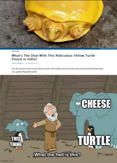 CHEESE; TURTLE; THIS THING | image tagged in elephant penguin meme,memes | made w/ Imgflip meme maker