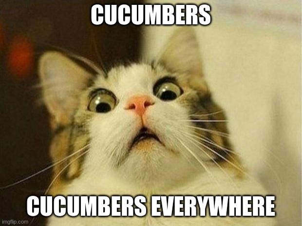Scared Cat Meme | CUCUMBERS; CUCUMBERS EVERYWHERE | image tagged in memes,scared cat | made w/ Imgflip meme maker