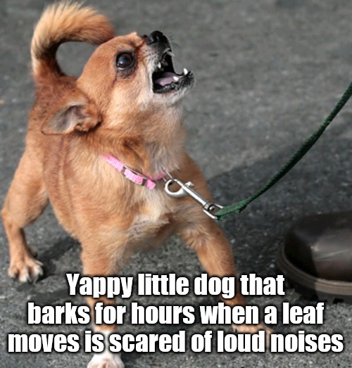 Yappy dog scared of noise | Yappy little dog that barks for hours when a leaf moves is scared of loud noises | image tagged in yappy salesman | made w/ Imgflip meme maker