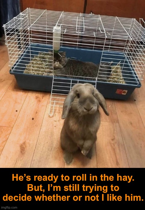 Mixed Emotions | He’s ready to roll in the hay.
But, I’m still trying to decide whether or not I like him. | image tagged in funny memes,funny cat memes,cats,funny,bunny | made w/ Imgflip meme maker