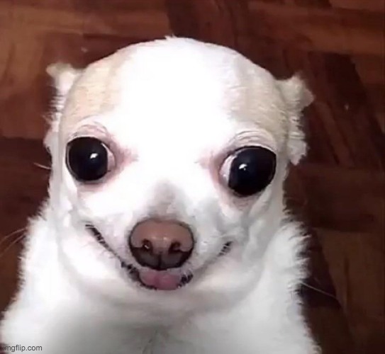 Doggo of Life | image tagged in doggo of life | made w/ Imgflip meme maker