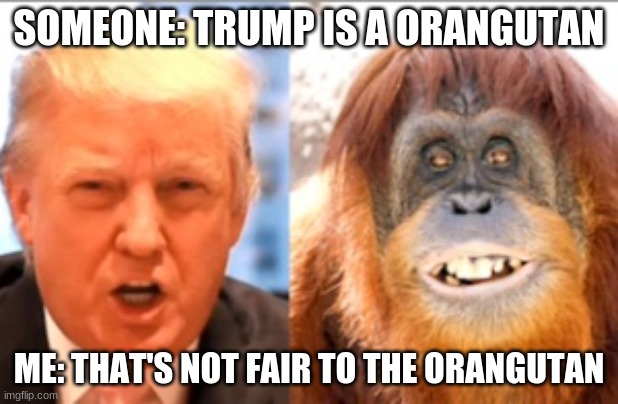this is true | SOMEONE: TRUMP IS A ORANGUTAN; ME: THAT'S NOT FAIR TO THE ORANGUTAN | image tagged in donald trump is an orangutan | made w/ Imgflip meme maker