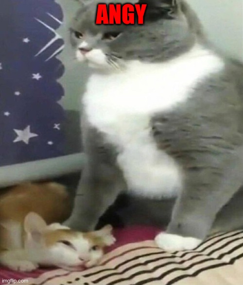 Big Cat Bullying Little Cat | ANGY | image tagged in big cat bullying little cat | made w/ Imgflip meme maker