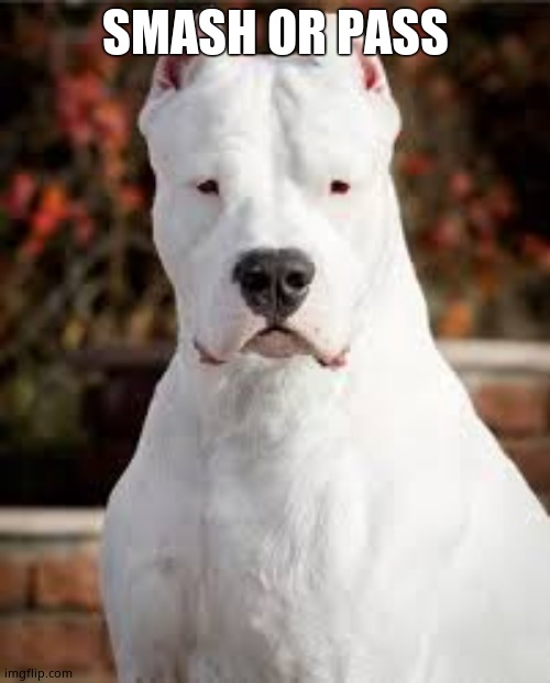 Dogo Argentino | SMASH OR PASS | image tagged in dogo argentino | made w/ Imgflip meme maker