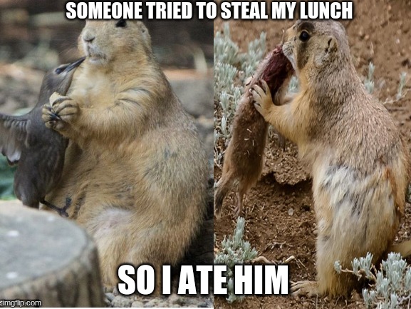 That boi got ate | SOMEONE TRIED TO STEAL MY LUNCH; SO I ATE HIM | image tagged in birb,eating,stealing | made w/ Imgflip meme maker