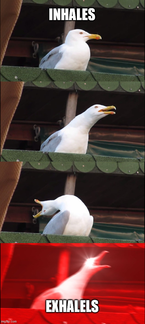 Inhaling Seagull | INHALES; EXHALELS | image tagged in memes,inhaling seagull | made w/ Imgflip meme maker