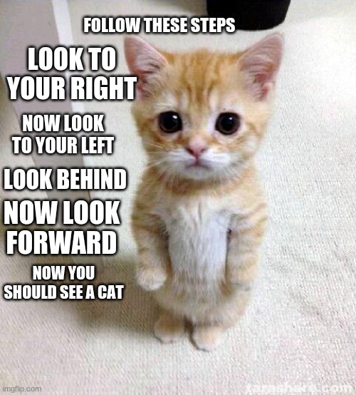 Cute Cat | FOLLOW THESE STEPS; LOOK TO YOUR RIGHT; NOW LOOK TO YOUR LEFT; LOOK BEHIND; NOW LOOK FORWARD; NOW YOU SHOULD SEE A CAT | image tagged in memes,cute cat | made w/ Imgflip meme maker
