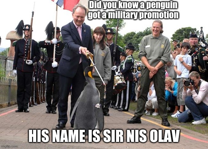 bruh... amazing | Did you know a penguin got a military promotion; HIS NAME IS SIR NIS OLAV | image tagged in fire didnt put any tags so heres some | made w/ Imgflip meme maker
