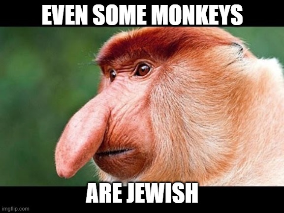 Big Nose Monkey | EVEN SOME MONKEYS; ARE JEWISH | image tagged in big nose monkey,memes,jewish,funny,nose,meme | made w/ Imgflip meme maker