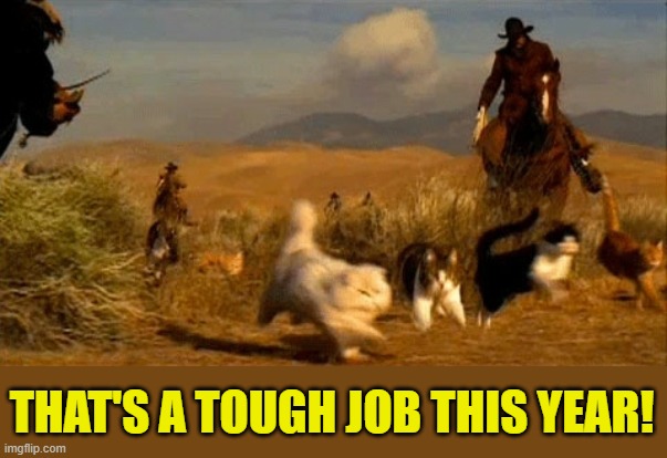 herding cats | THAT'S A TOUGH JOB THIS YEAR! | image tagged in herding cats | made w/ Imgflip meme maker