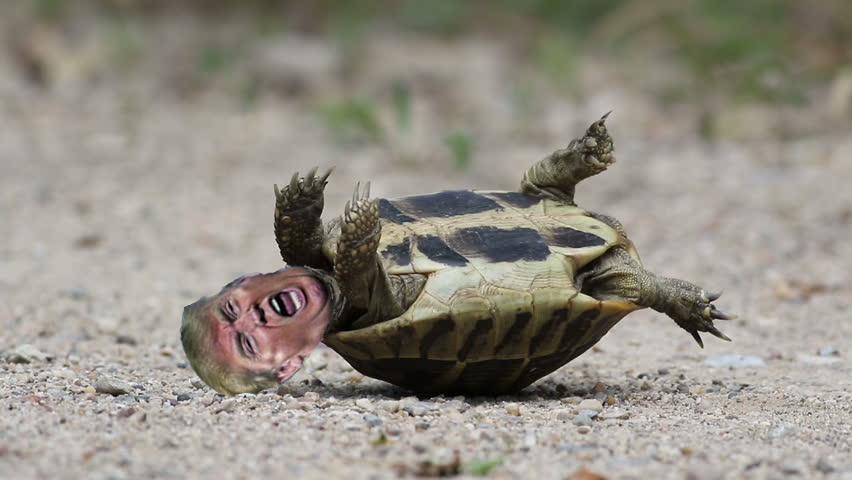 Gone Full Turtle Blank Meme Template