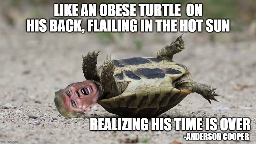 Trump gone full turtle, Anderson Cooper quote | LIKE AN OBESE TURTLE  ON HIS BACK, FLAILING IN THE HOT SUN; REALIZING HIS TIME IS OVER; -ANDERSON COOPER | image tagged in gone full turtle | made w/ Imgflip meme maker